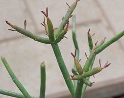 Эуфорбия тирукалли (Euphorbia tirucalli), 15-20 см черенок н